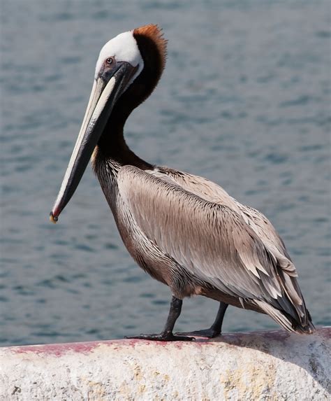 Florida Animal Law Feeding Pelicans Could Lead To Fine Jail Time