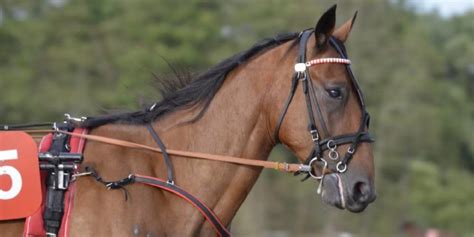 What Are Reins Types Of Reins And What Theyre Used For Insider Horse