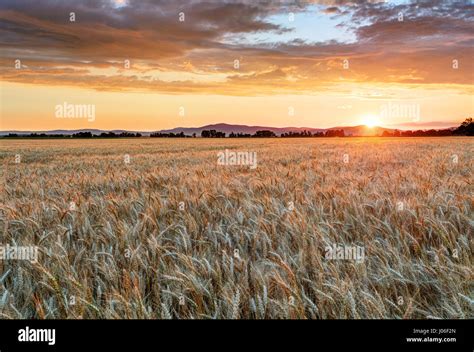 Wheat Field At Sunset Stock Photo Alamy