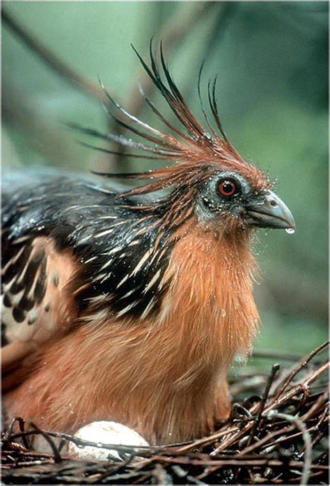 Guyana National Bird