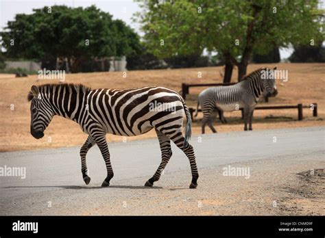 Zebras At The Ramat Gan Safari Officially Known As The Zoological
