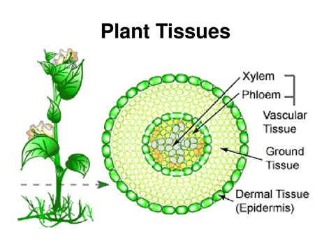 Ppt Plant Tissues Powerpoint Presentation Free Download Id3036671