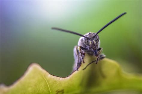It focuses on developing blockchain software platforms. Can insects hold the key to safe feed? - All About Feed