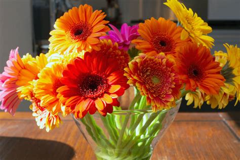 How To Grow Gerbera Daisies Indoors And Outdoors So That They Grow Well