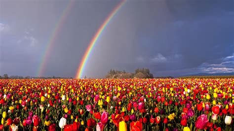 Oregon Double Rainbow Over Flowers Field Hd Rainbow Wallpapers Hd
