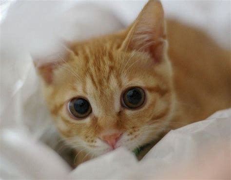 Having big eyes has always been considered an attractive trait when it comes to people; Cute Cat - Best Animals