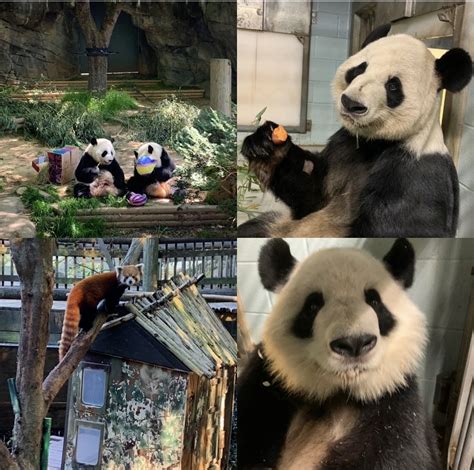 Panda Updates Wednesday December 2 Zoo Atlanta