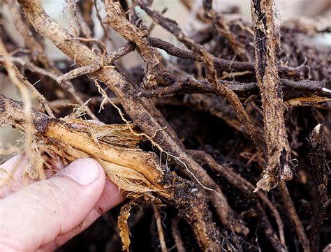 Guide To Root Rot What It Looks Like How To Fix It