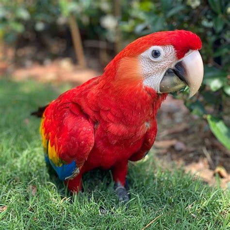 Scarlet Macaw For Sale Red Macaw For Sale