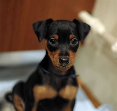 Miniature Pinscher Kci Registered Puppies In Delhi Ncr Dav Pet Lovers