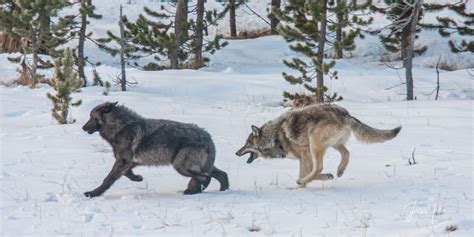 Chasing Wolves Yellowstone Wyoming Jess Lee Photography