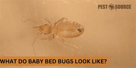 What Do Baby Bed Bugs Look Like Pest Source