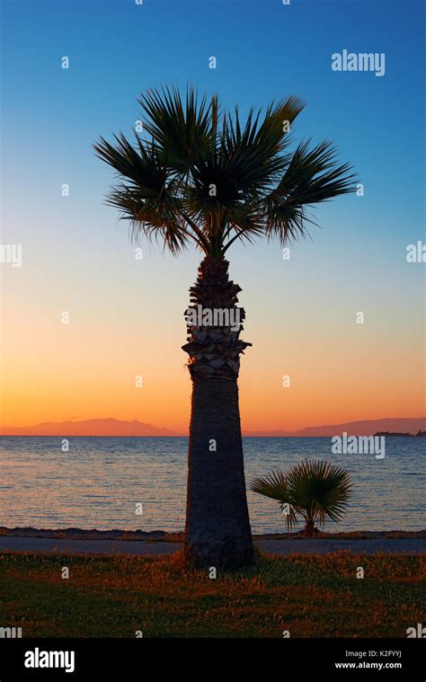 Sunset With Palm Tree Silhouette Stock Photo Alamy