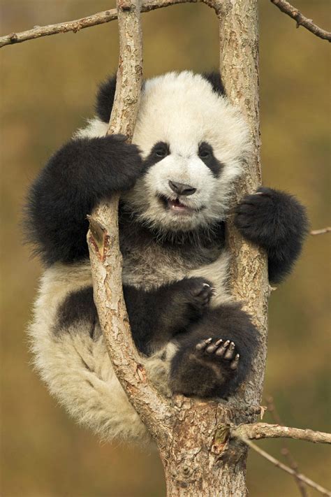 64 3 black and white adorable. Watch as adorable baby panda wrestles with a tree he is ...