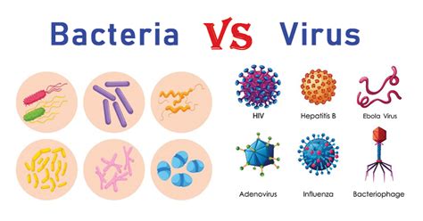 Bacteria Vs Virus Differences With Examples
