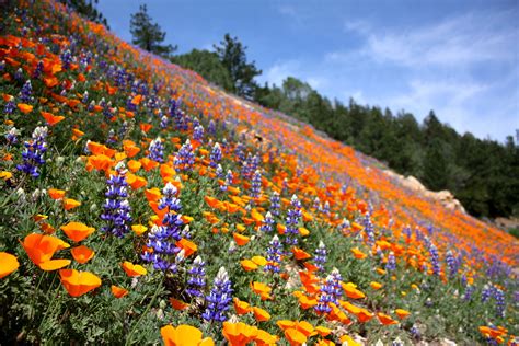 Pin By Leslie Monroe On Naturally Beautiful Wild Flowers California