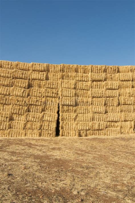 Straws Of Hay Grain Crop Field Stock Image Image Of Timber Sunlight