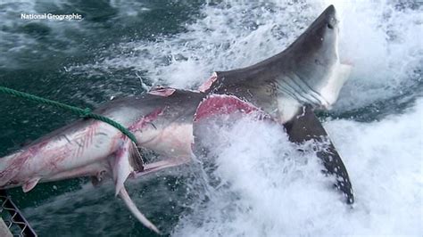 watch shark eats another shark in new documentary metro video