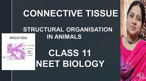 Connective Tissuestructural Organizationclass 11neet Biology Youtube