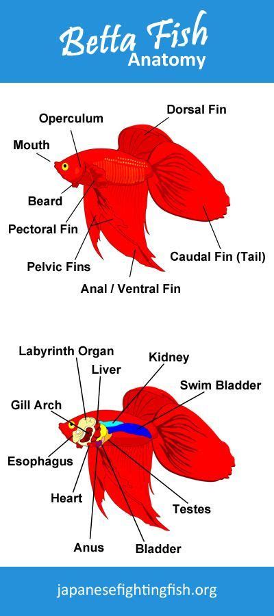 Betta Fish Anatomy Take A Closer Look At These Beautiful Fish And See