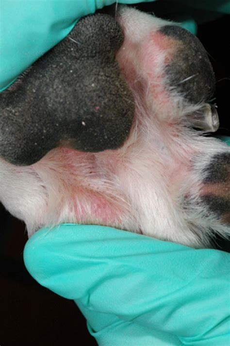 How Is Pododermatitis Treated In Dogs