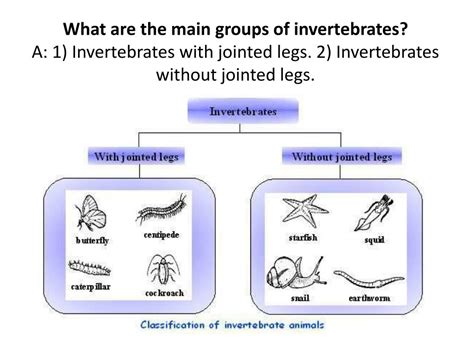 Ppt Classification Of Invertebrates Powerpoint Presentation Free