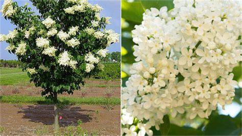 Ivory Silk Japanese Lilac Tree Syringa Reticulata Live Plant 6