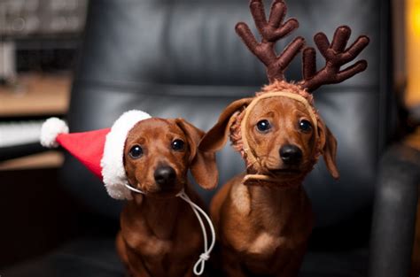 Christmas Dachshunds Teh Cute