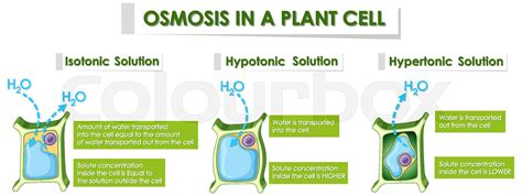 Diagram Showing Osmosis In Plant Cell Stock Vector Colourbox