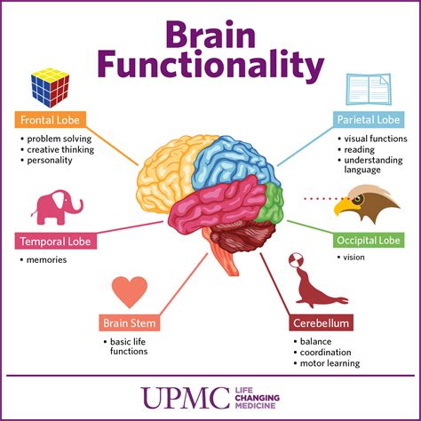 Get To Know The Parts Of Your Brain Upmc Healthbeat