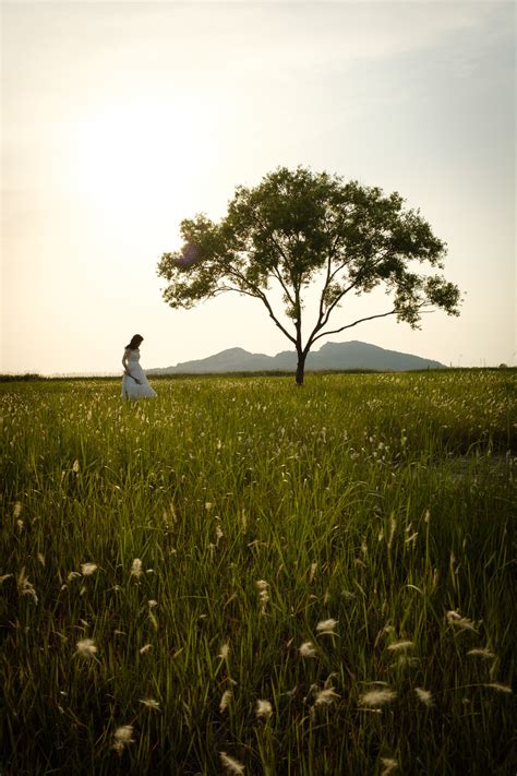 Lonely Tree Near Hyeongdo Hwaseong Robert Koehler Travel Photography