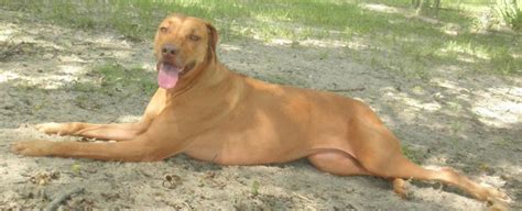 Dog Available For Adoption Rhodesian Ridgeback Rescue Inc
