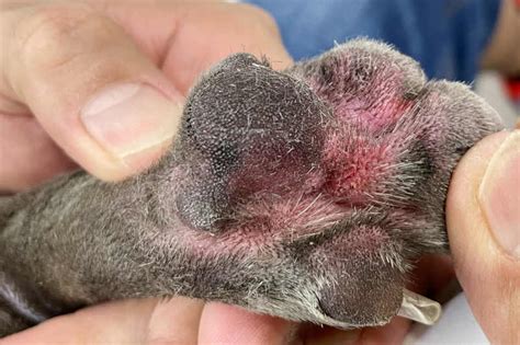 Pictures Of Dog Yeast Skin Infections Veterinarian Info