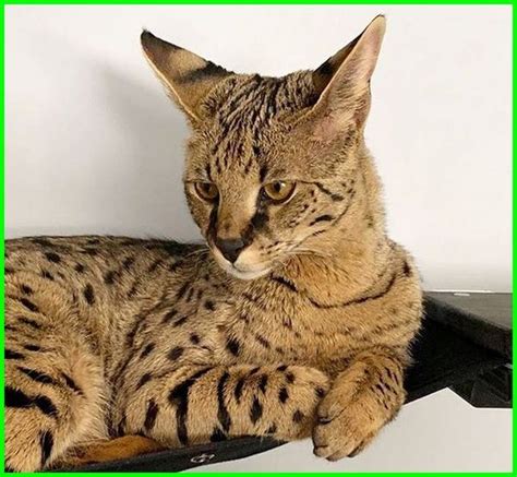 A purer savannah might be as big as 15 to 28 pounds.7 x research source. Savannah Cat F1 Vs F5 Size