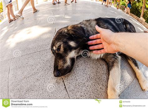 Stray Dog Helping Stock Photo Image Of Fisheye Outside 63784250