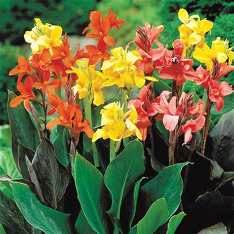 Heights and named varieties of small growing cannas. Dwarf Cannas Mixed | K. van Bourgondien