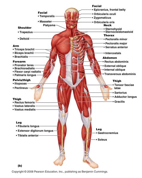 The Muscles And Their Major Structures Are Labeled In This Diagram