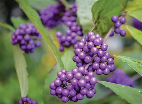 Spectacular Shrubs For Fall Bloom In Spring Color In Fall Central