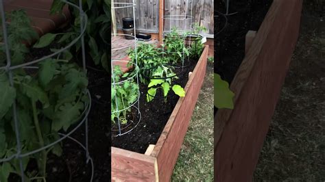 Growing Tomatoes In Raised Beds Youtube
