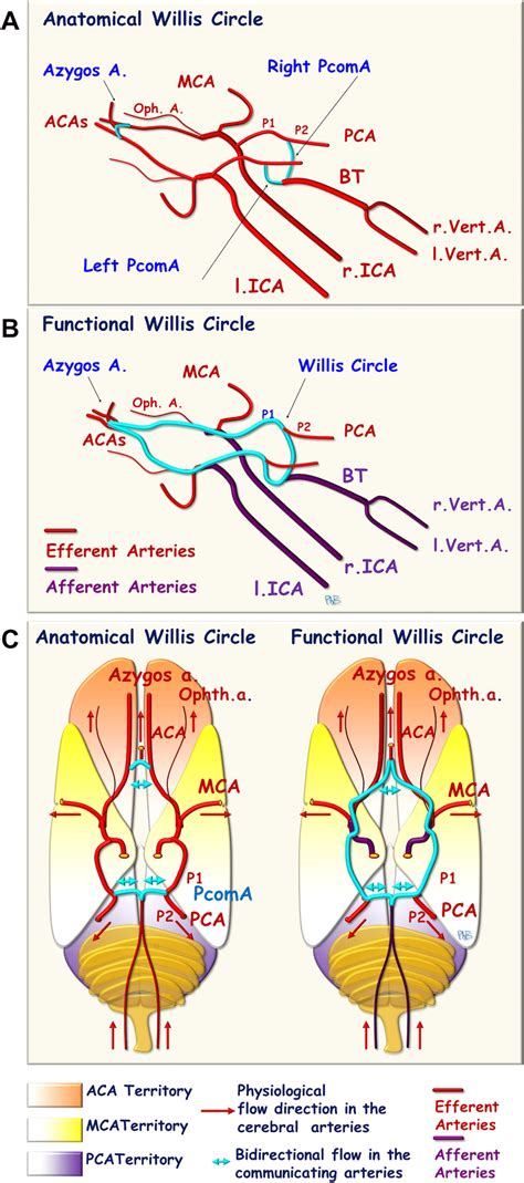 The Circle Of Willis Left Posterolateral View A Anatomical