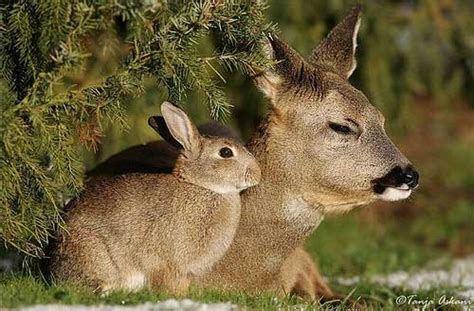 Interspecies Friendship Deer And Rabbit