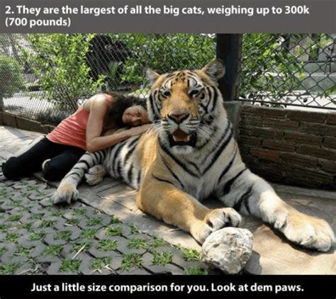 22 Amazing Facts About Tiger That Prove How Powerful They Are I Can
