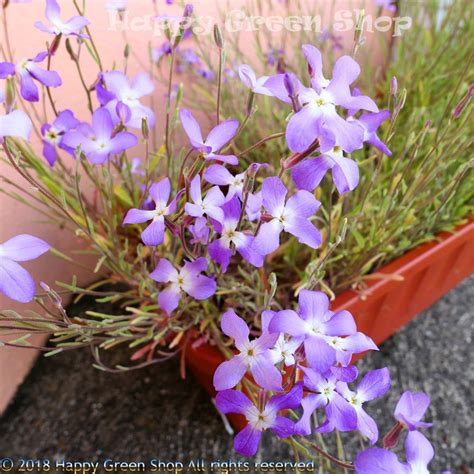 Night Scented Stocks 16 000 Seeds Matthiola Bicornis Annual