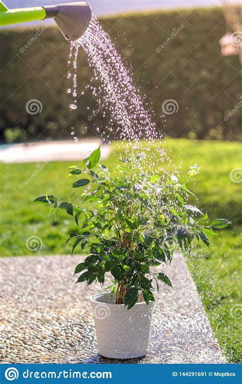 Watering Green Flower Pot In Garden At Bright Sunny Summer Day From