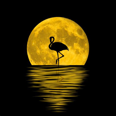 Desktop Wallpaper Flamingo Moon Silhouette Reflections Digital Art