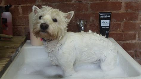 Paddy Poo Westie After A Bath Youtube