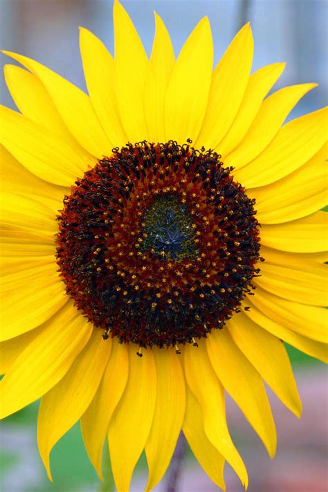 Sunflower Stars Photograph By Mh Ramona Swift Fine Art America