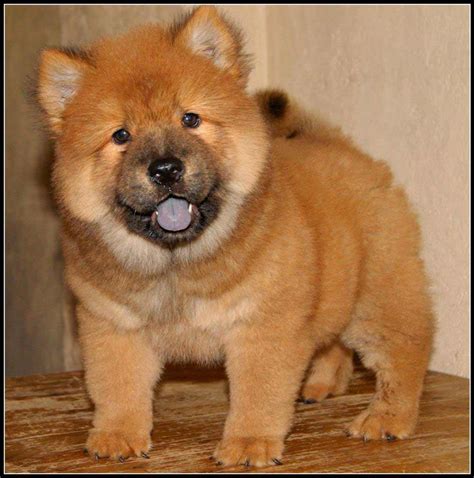 I have an adorable chow puppy mix available. Chow Chow Dog Breed » Information, Pictures, & More