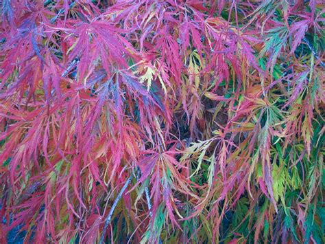 Japanese Maples 10 Things You May Be Surprised To Know About Growing