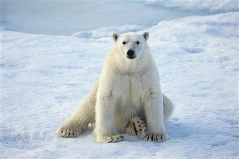 Animals Polar Bears Snow Wallpaper 2000x1333 11404